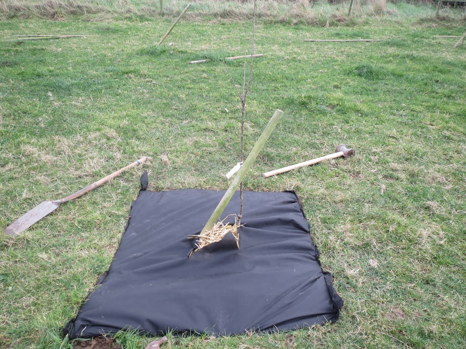 Lord Belmont in Northern Ireland Heritage Apple Trees