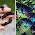 One Man Single-Handedly Repopulates Rare Butterfly Species In His Own Backyard