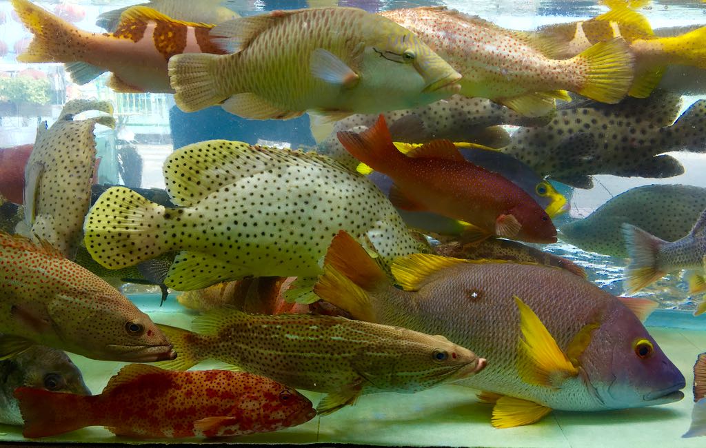 Musings on Life in Hong Kong The Groupers (that we eat) in Hong Kong