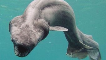 Hiu Era Dinosaurus Dengan 300 Gigi Masih Berenang di Lautan, Inilah bukti Hiu langka dengan ratusan gigi tajam