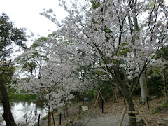 平家池の桜