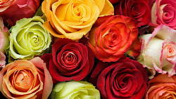 roses flowers orange yellow wallpapers buds colored multi 1080