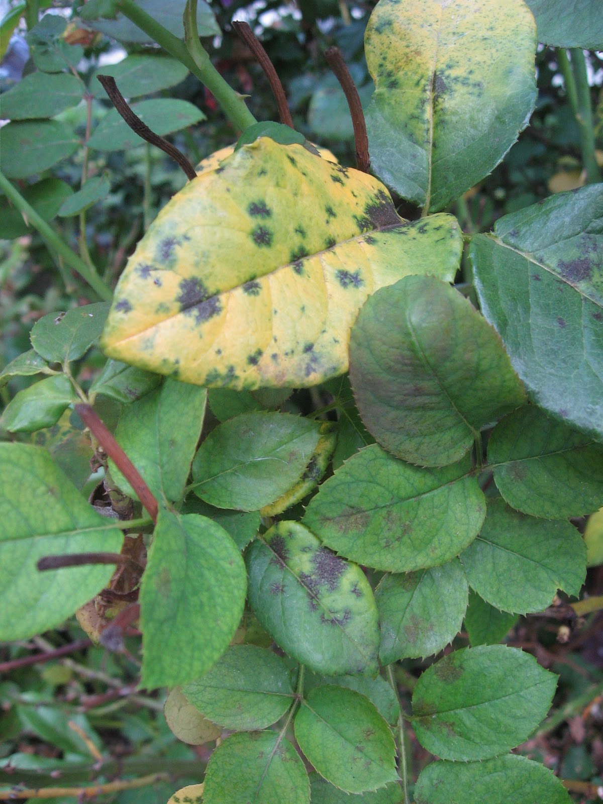 White Spots On Leaves Of Roses - White Specks On Roses