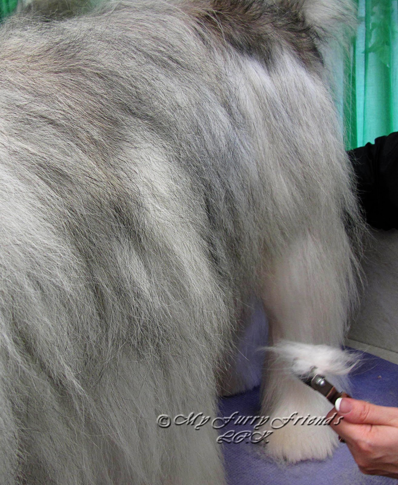 Pet Grooming The Good, The Bad, & The Furry Thinning the Coat on a