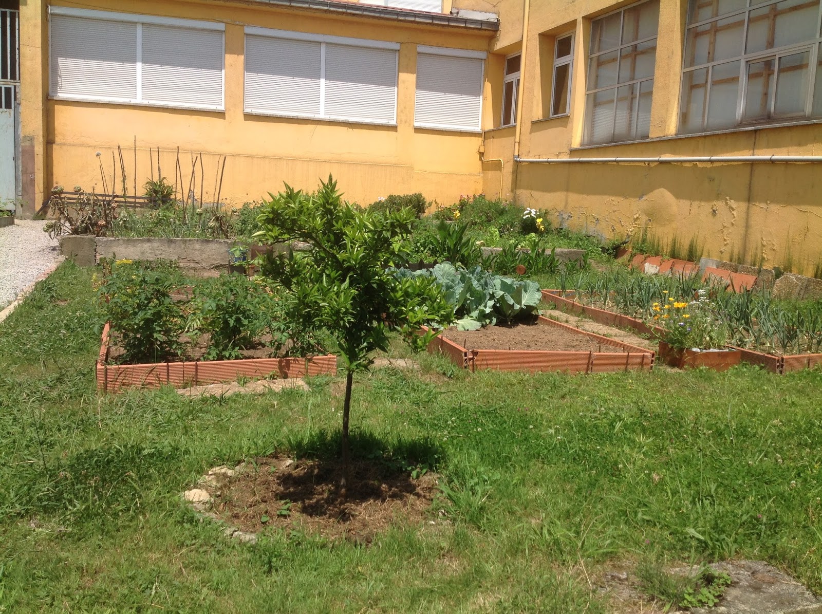 Del huerto a la mesa: junio 2017