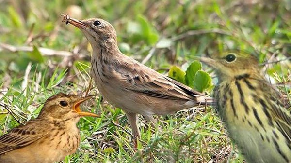 Cara Perawatan Burung Branjangan Ngeriwik