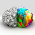 ¿Por qué el cerebro está dividido?
