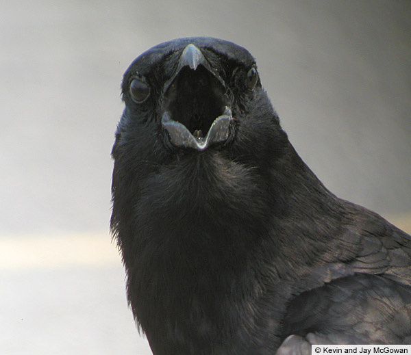 Crow Mouth 101