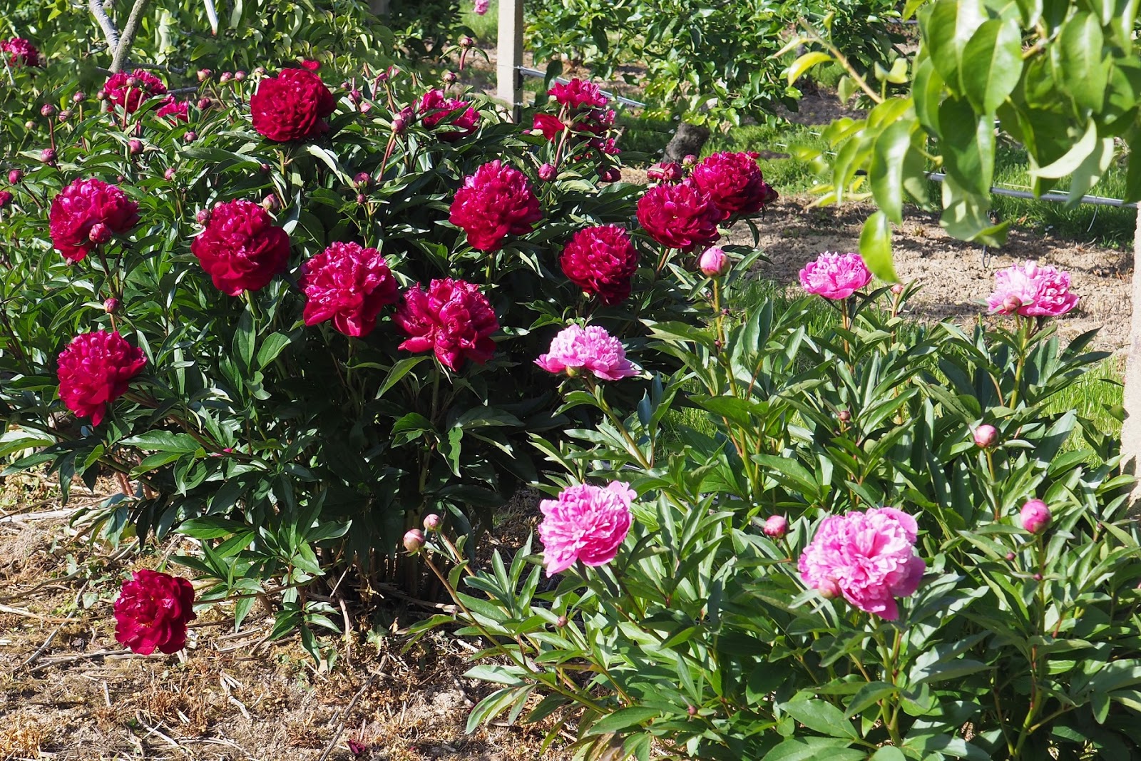 Roses Du Jardin Cheneland Roses Et Pivoines En Bouquet