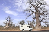 Sénégal-PP baobab