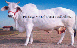 Plz Save Cow- stop cow killing quotes