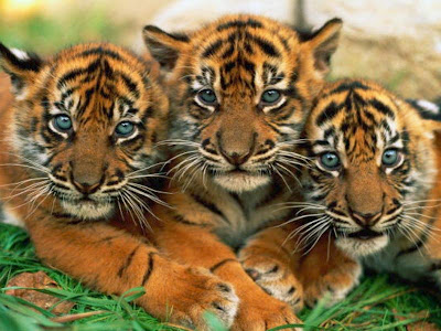 tiger_cubs_cute+5.jpg
