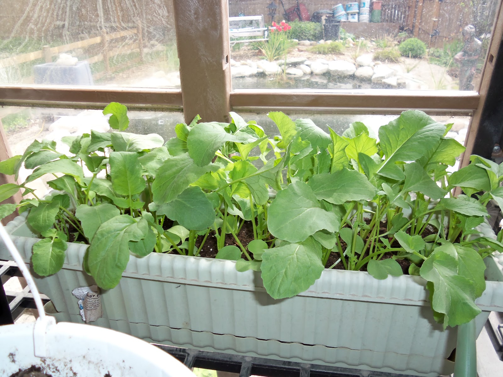 The Everyday Gardener: May 2012