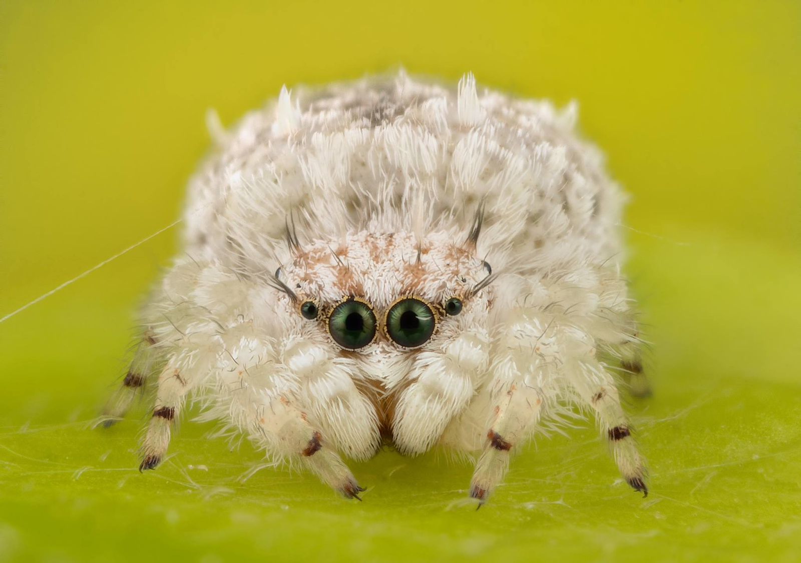 15 Best Jumping Spiders images