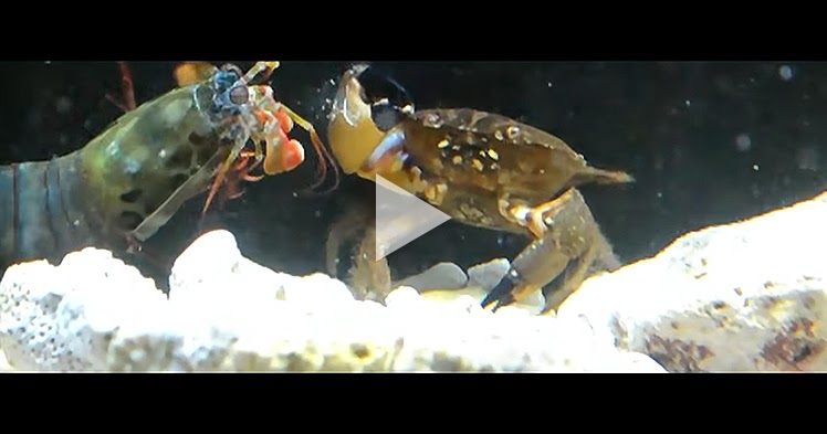 Giant Mantis Shrimp Knock Out Its Prey With Powerful Punch Bubblefeed 