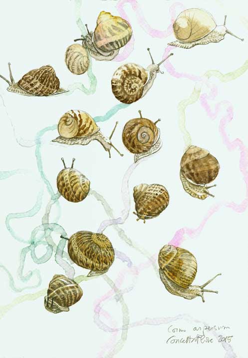 Concetta Flore Nature Artist Il Gioco Della Chiocciola Playing Around With Snails