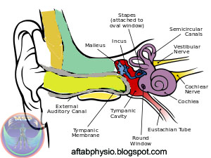 Anatomy of Ear ~ Anatomy for MSP