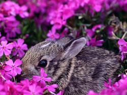 bunny rabbit desktop wallpapers computer happy background bunnies backgrounds screensavers rabbits easter animal winter spring animals easters play google