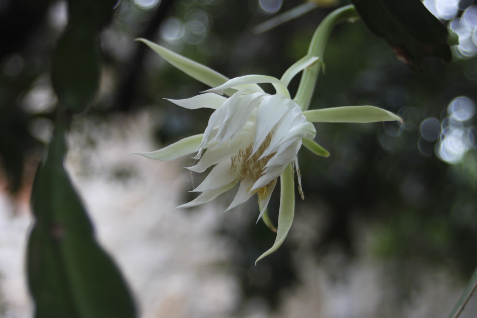RockOakDeer GBBD June 2012 Three Special Tropical Blooms