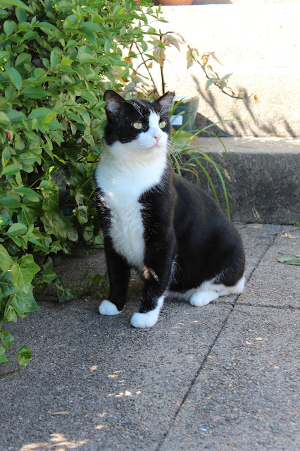 spock tuxedo