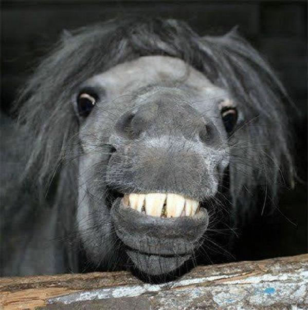 10 Gambar Haiwan Senyum Unikversiti Kuda Kambing