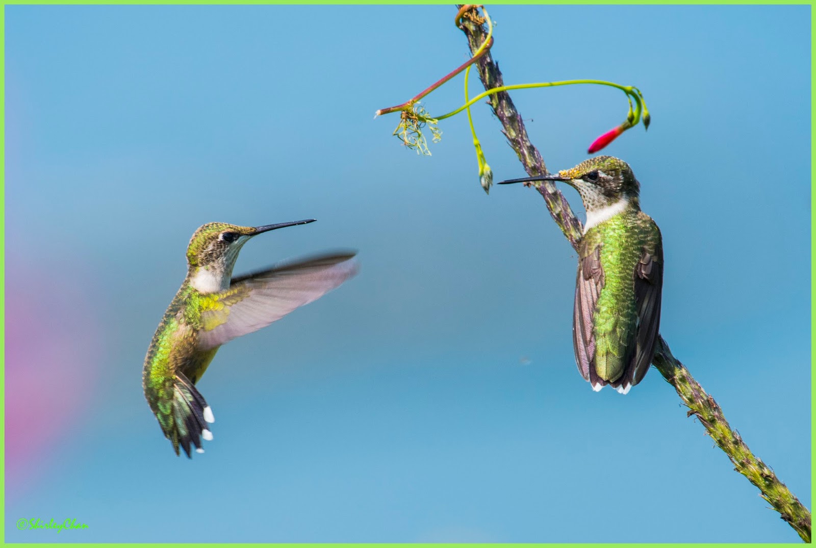 The Baiting Hollow Hummingbird Sanctuary Hummers Facing Off; Rockport