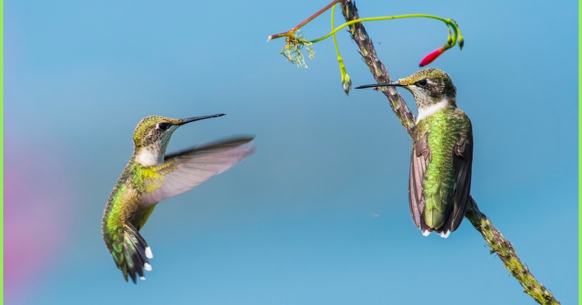 The Baiting Hollow Hummingbird Sanctuary Hummers Facing Off; Rockport