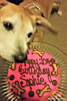 dog with birthday cake