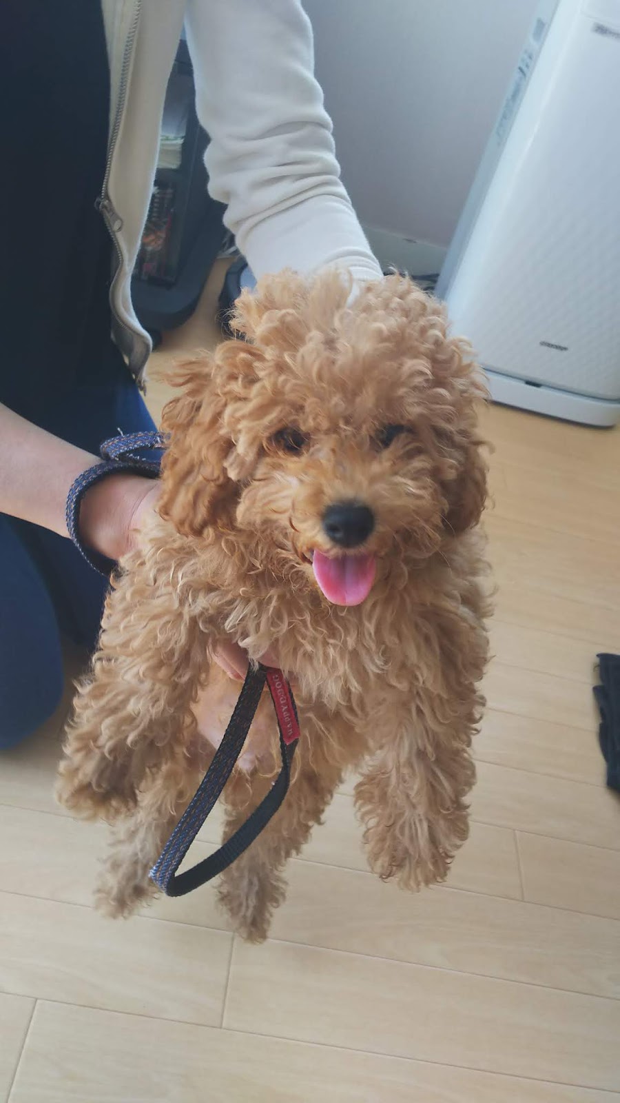 札幌の犬のしつけ ドッグトレーナーズおぎの トレーナーおぎのひろみの独り言 咬む まめ蔵君