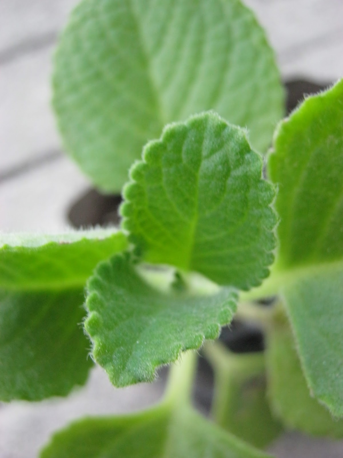 Different Herbal And Herbs, Different Needs - Enchanting Rivulet