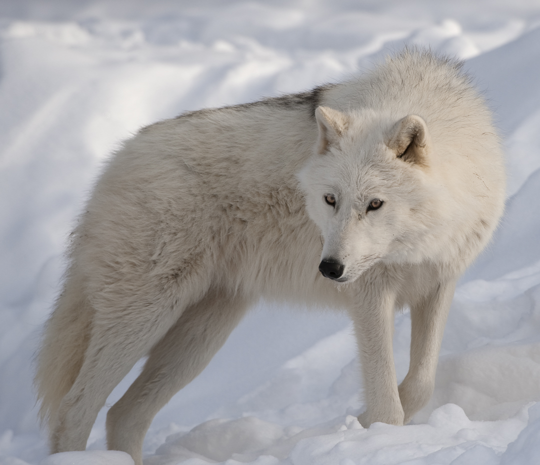 arctic wolf careers arctic wolf careers
