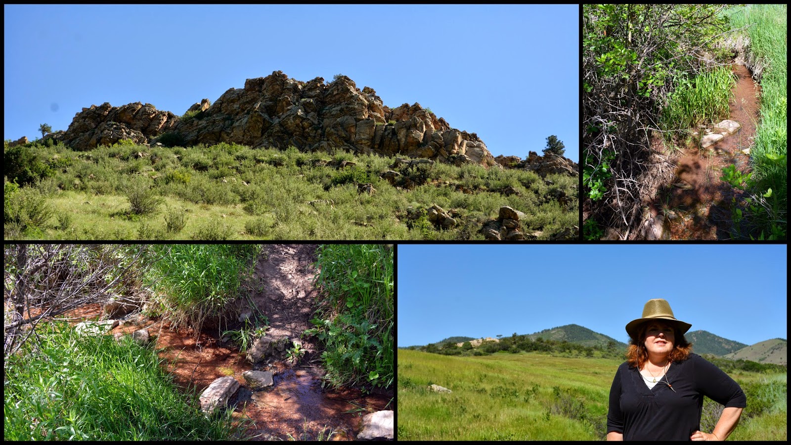 Mille Fiori Favoriti Wildflowers Along Dutch Creek Trail, Colorado