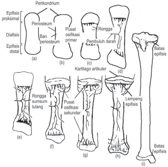 Pada Proses Osifikasi Terjadi Pengisian Matriks Tulang