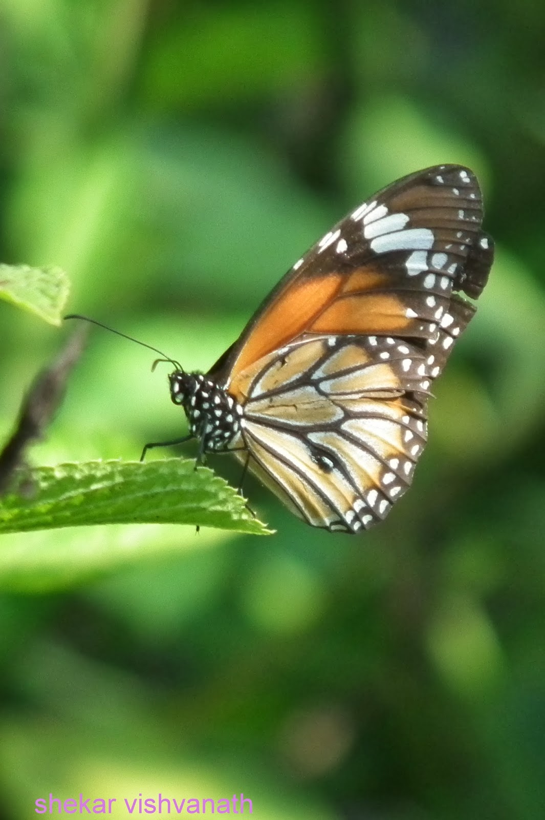 through the camera lens Visit to Ovalekar Wadi Butterfly Garden Thane