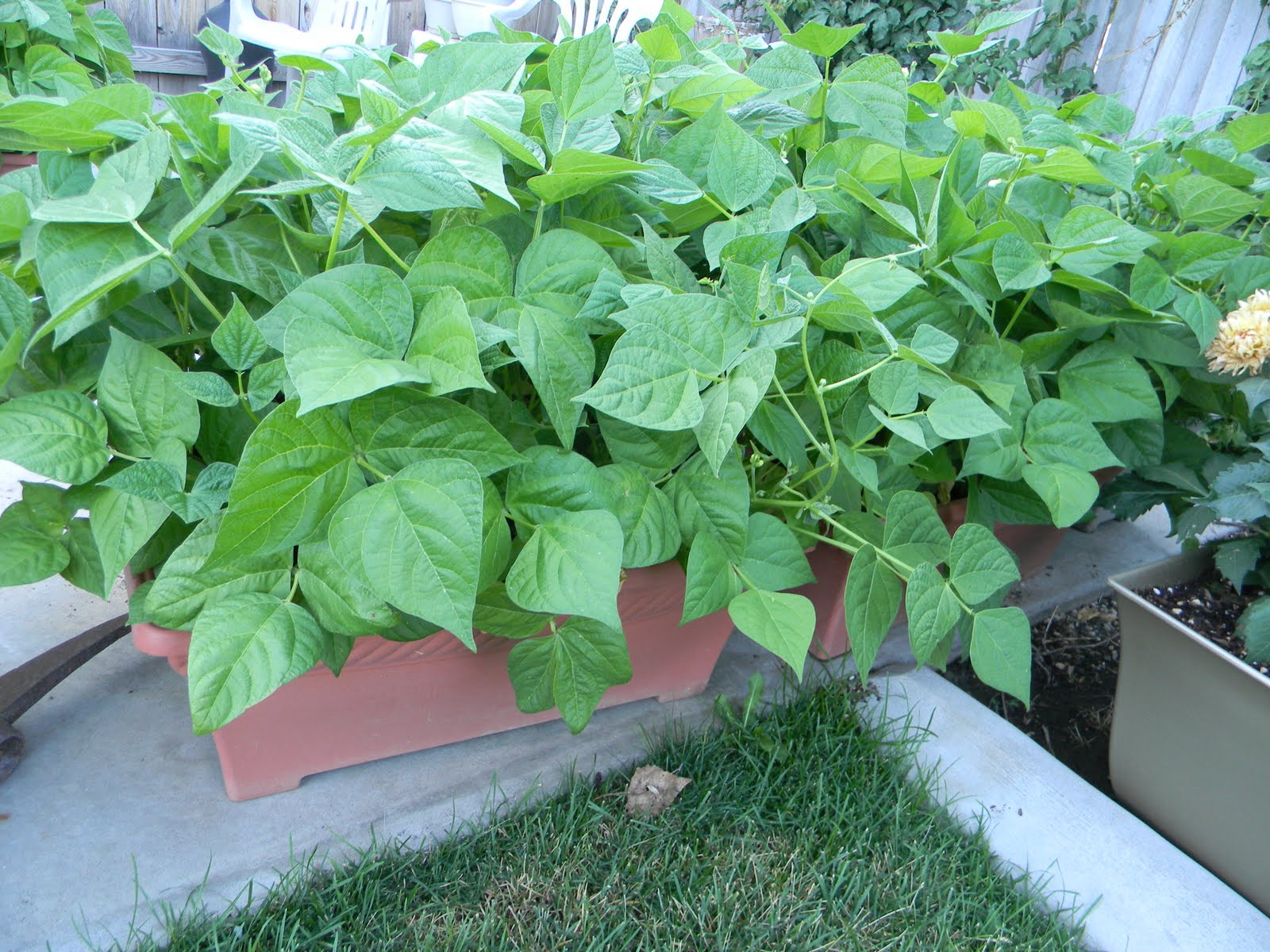 Happy Clean Living Beans