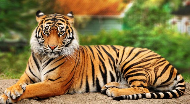 Scientific Name of Tiger | Cheeta ka vaigyanik name | तेंदुआ, चीता का  वैज्ञानिक नाम - GK JANKARI | GK (General Knowledge)