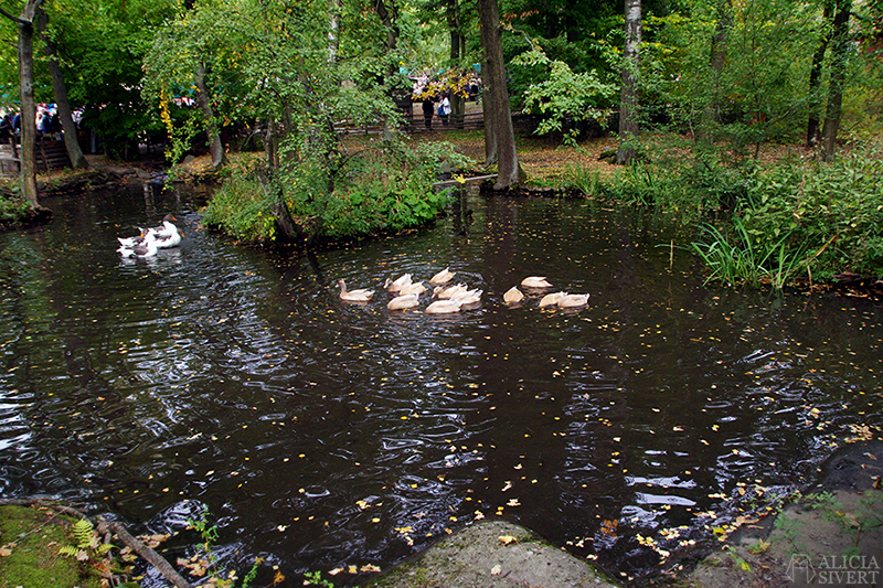 Skansens höstmarknad, photo by Alicia Sivertsson.