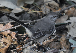 gray bird