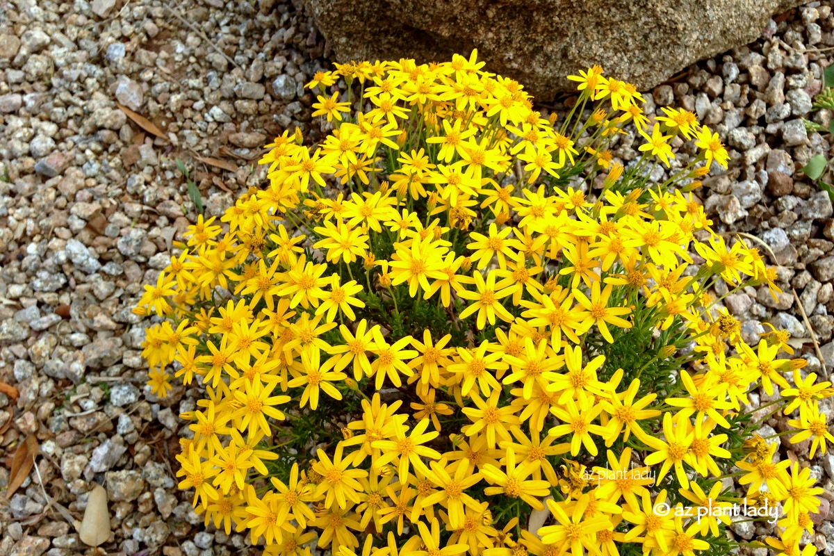 10 Southwest Native Ground Covers Ramblings from a