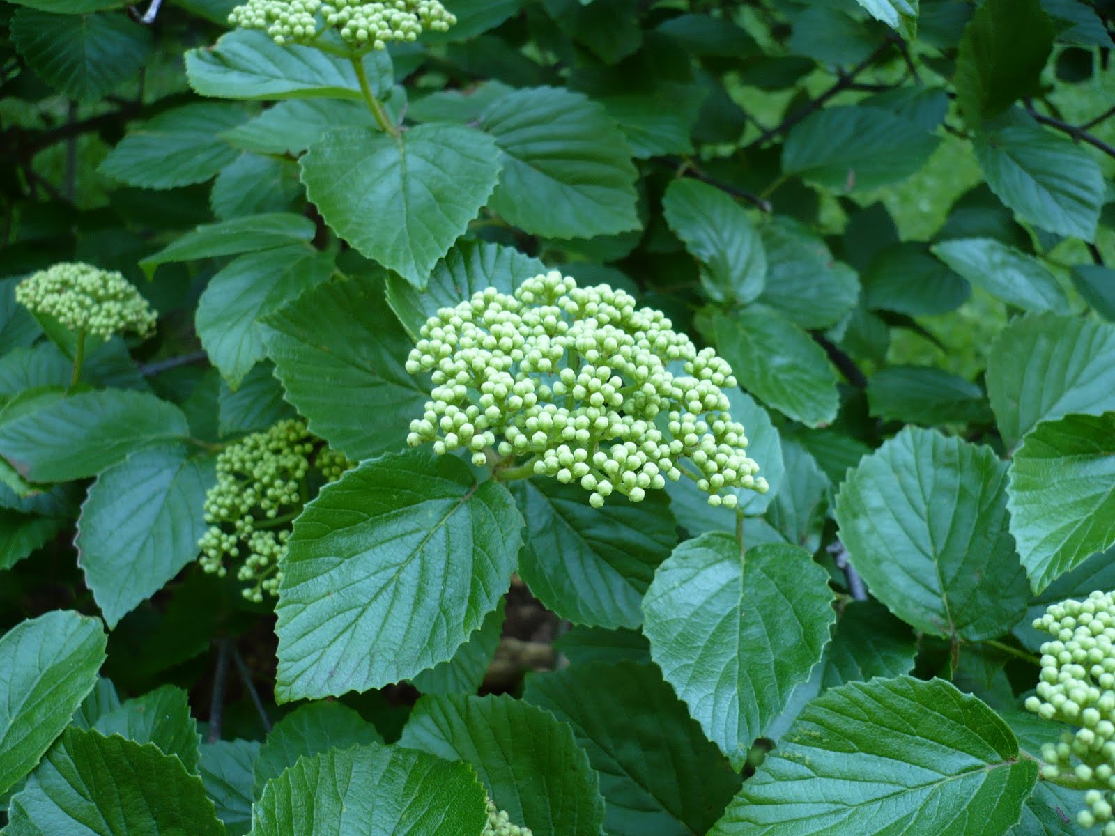 Centenary College Arboretum Viburnum dentatum
