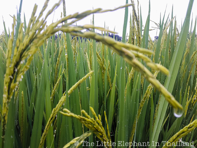 Rice in the morning sun in Pua - Nan Thailand Rice in the morning sun in Pua - Nan Thailand