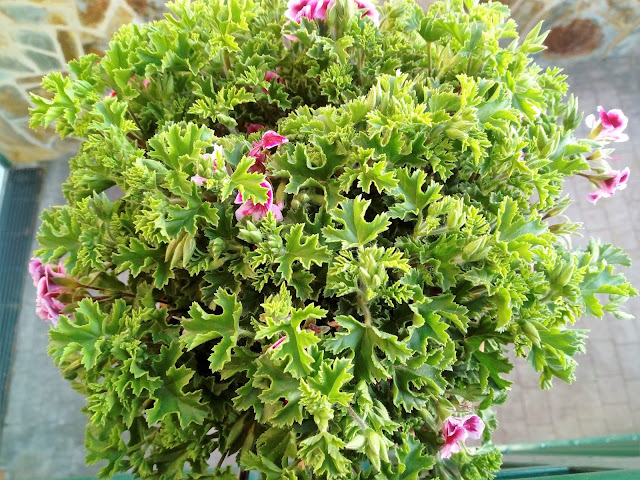 Geranio de olor a limón (Pelargonium crispum).