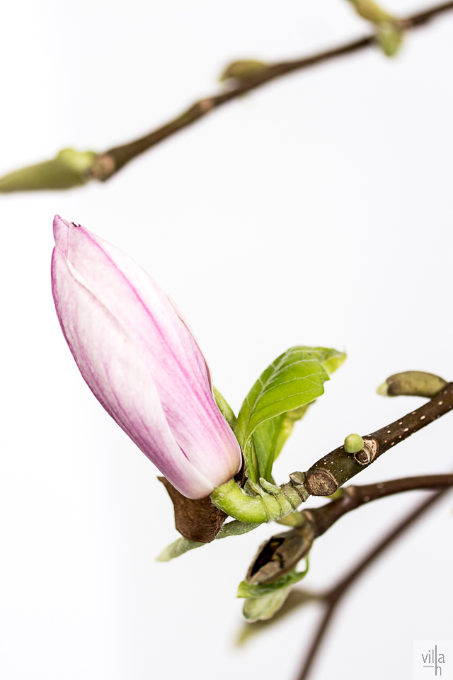 magnolia, valokuvaus