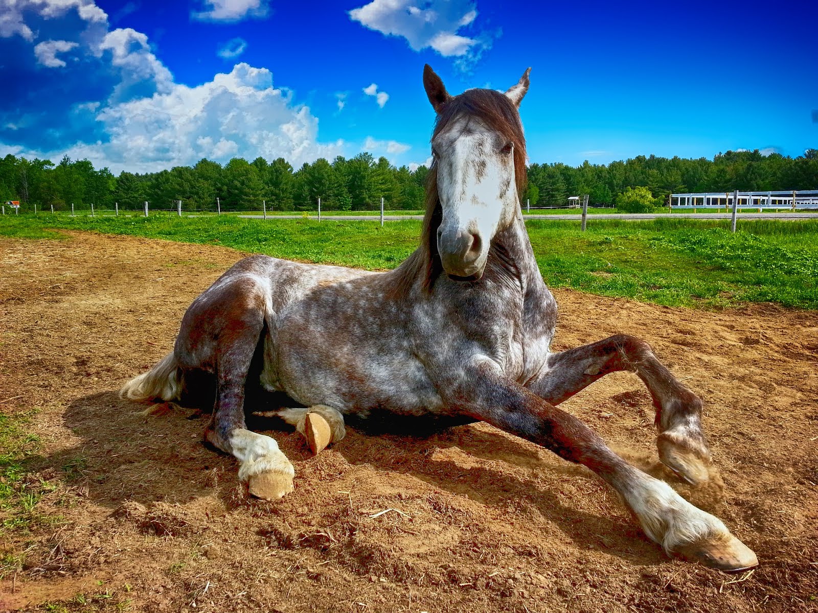 ¿Por qué para muchos el caballo es considerado como el animal más ¿Por qué para muchos el caballo es considerado como el animal más