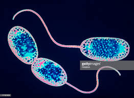 Mengenal Manfaat Nitro Bakteri