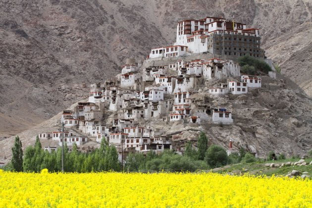 Chemrey Monastery, Mustard Fields and the Himalayas of Ladakh, India