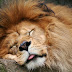 Sleeping Lion Picture