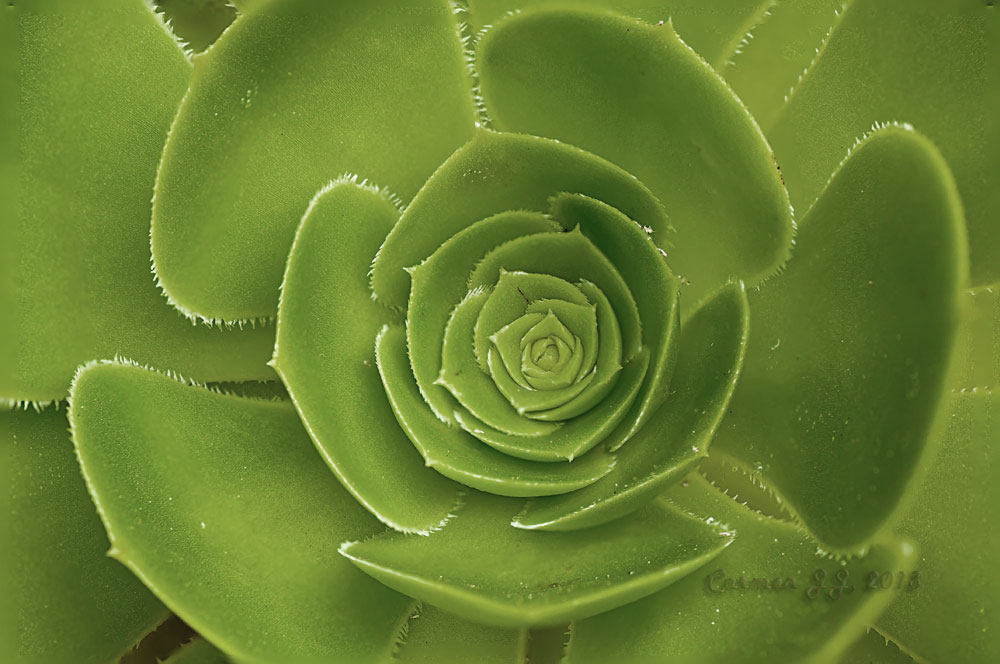 Mirando el mundo: Colores: Verde