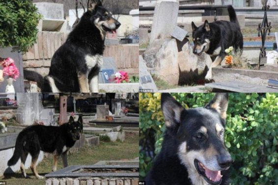 Terlalu Setia Anjing Mati Di Kubur Tuan