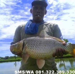 Essen Sereh Untuk Ikan Mas Harian Essen Sereh Untuk Ikan Mas Harian